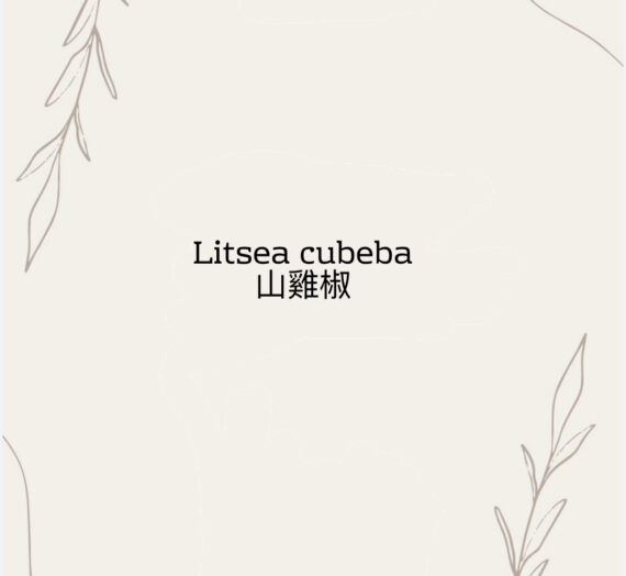 「山雞椒」Litsea cubeba